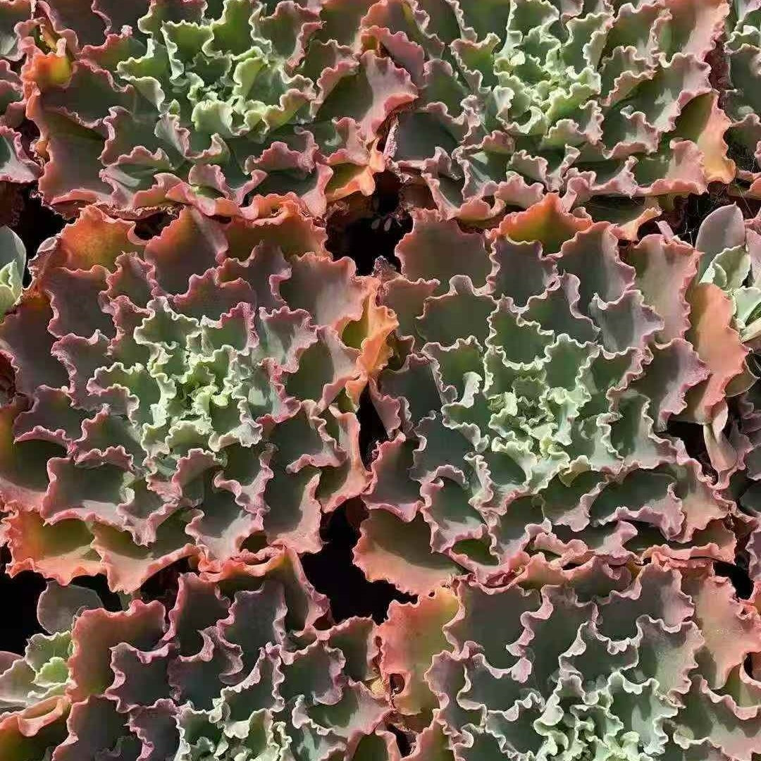 23642 ブルーフォックス（12cm pot）