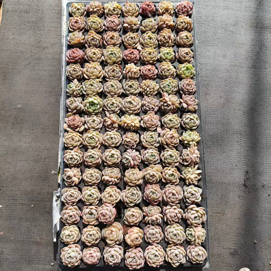 22121  アイスドール