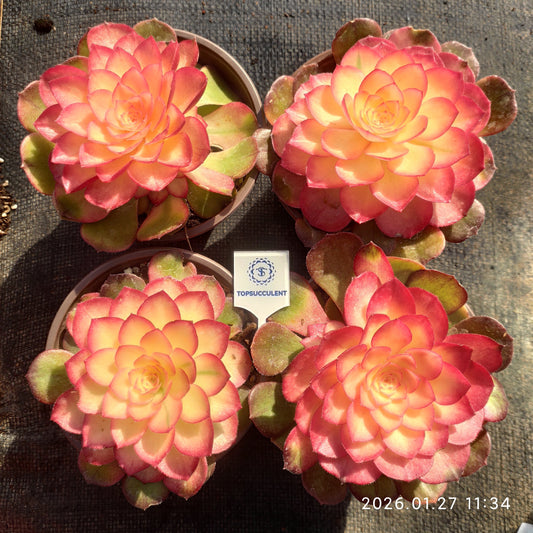 22168 アエオニウム ライチー