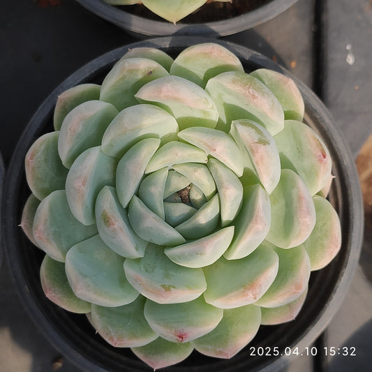 NGN681 ワイト　クィーン （9cm pot）