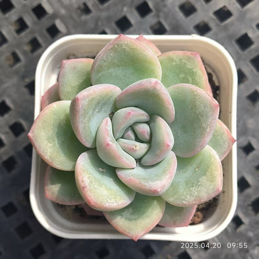 DX110 アマビレ （5cm pot）