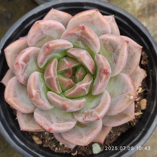 DQ082 オレンジモンローQ（9cm pot)