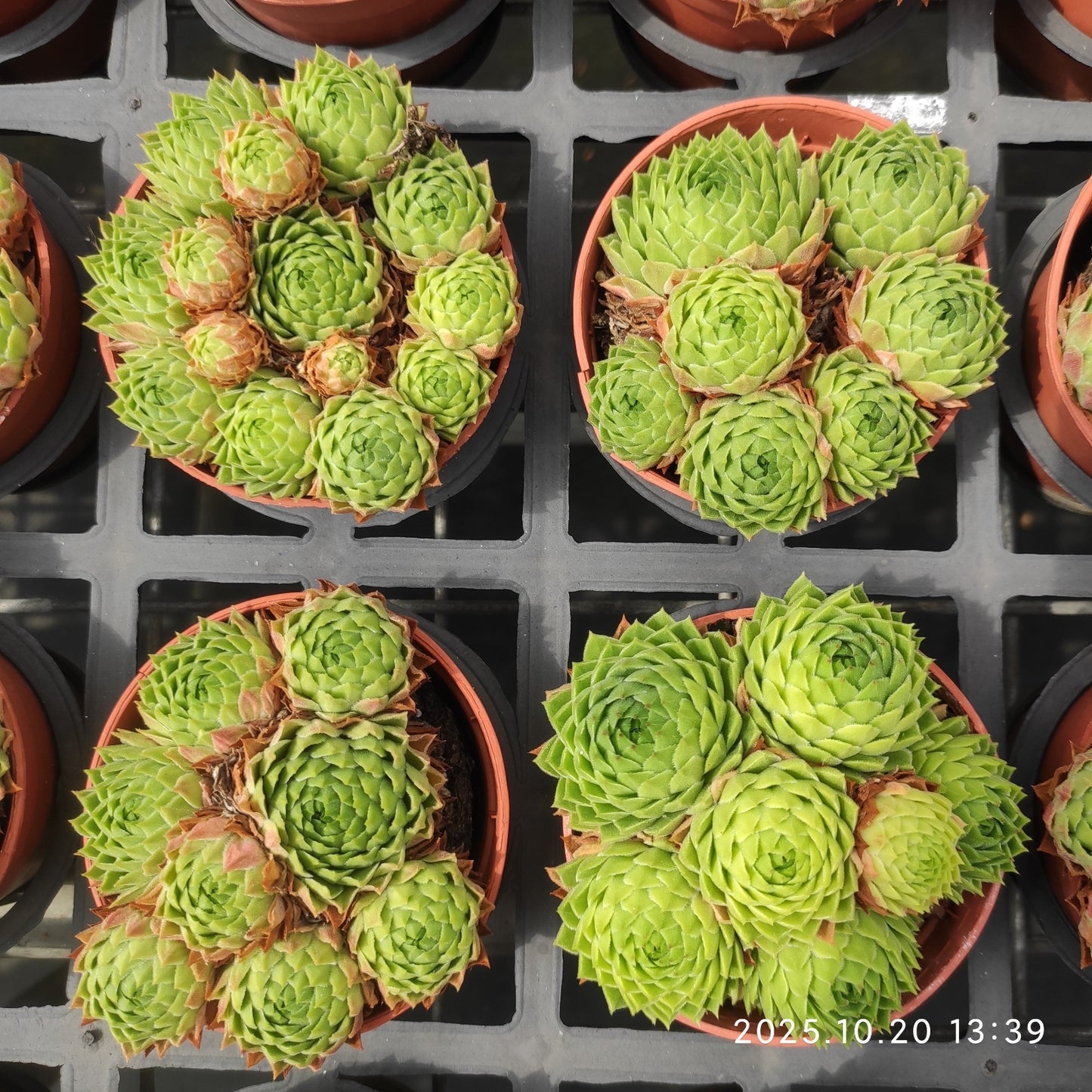 18474 巻絹（9cm pot）