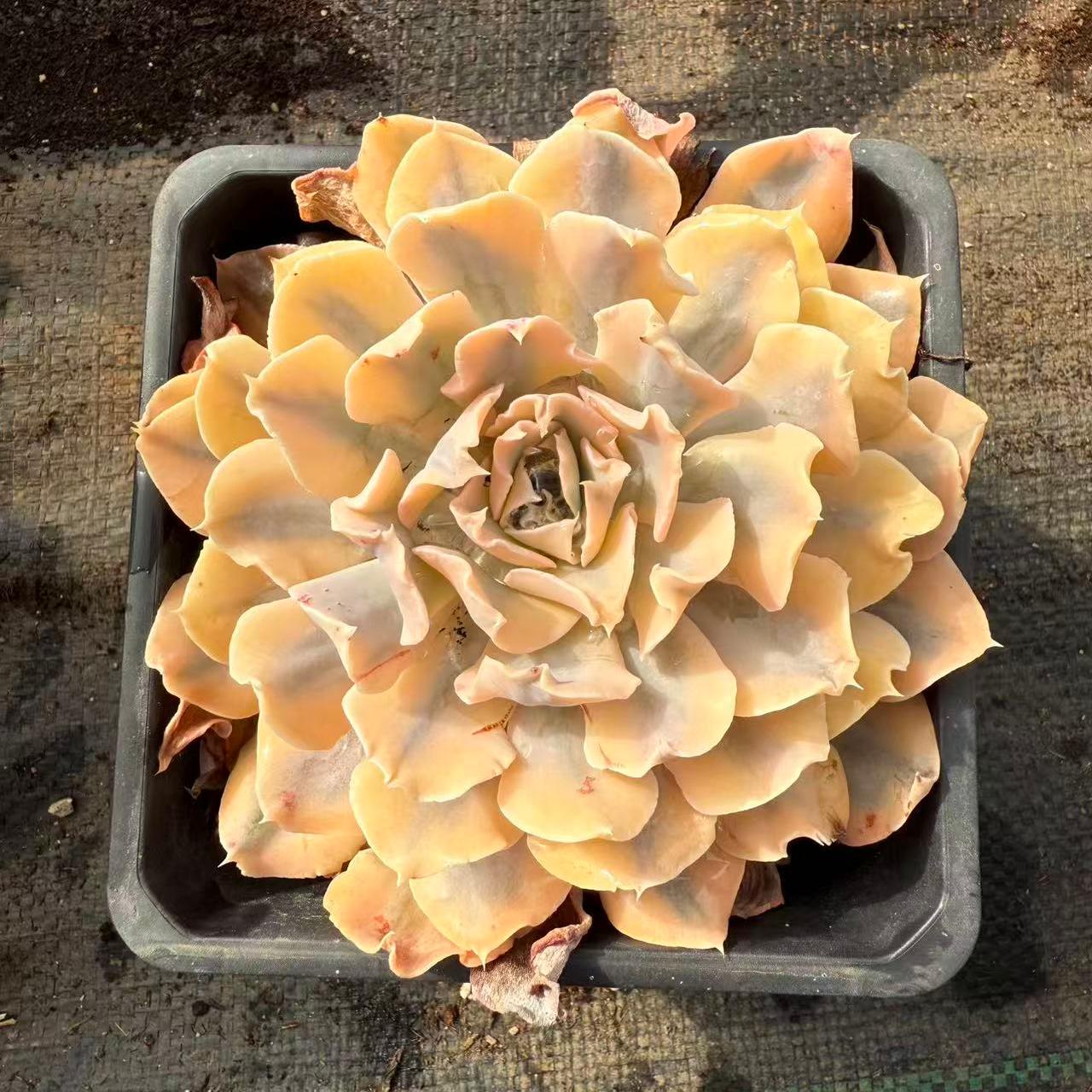 23362 リベリア錦（11cm pot）