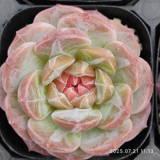 MMY967 キャンディハート2009（5.5cm pot）