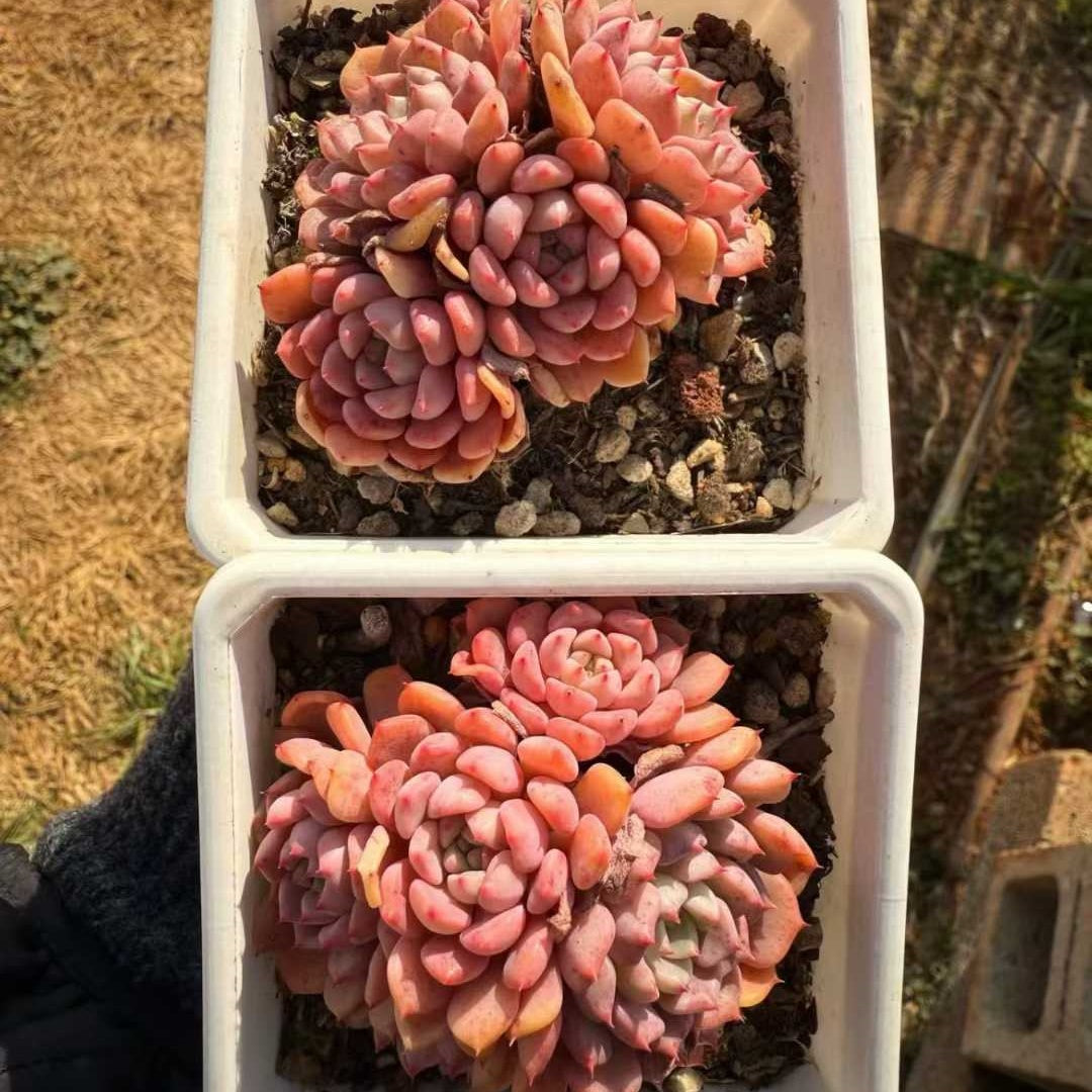 23571 キュート　バブルHyb（9cm pot）