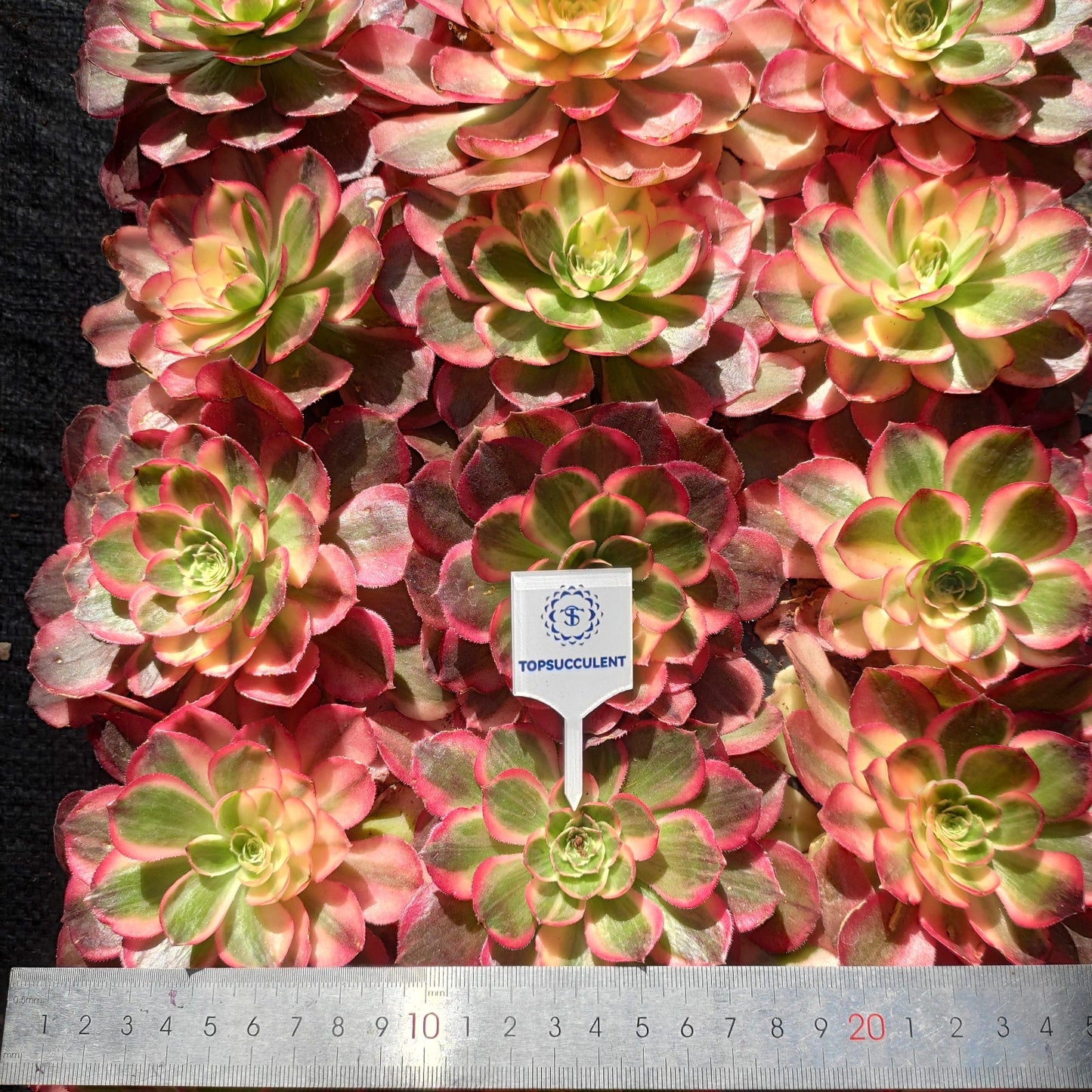 22313 ハーフ　シュガー