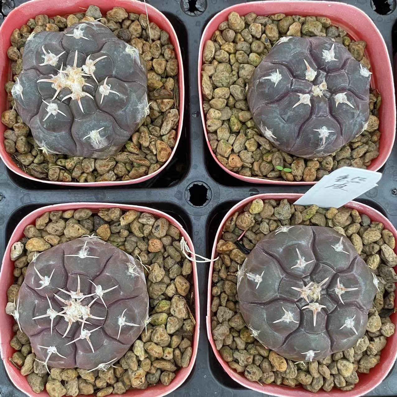 ZL423 プロチャズキアナム（5cm pot）