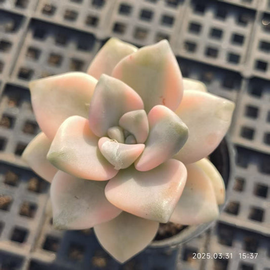 HH149 ティテュバンス錦（5cm pot）