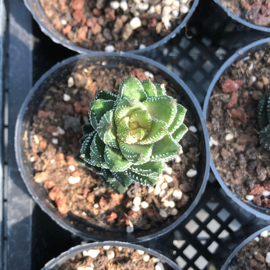 TPKM002 コークタター　チャルウィニー（7cm pot）