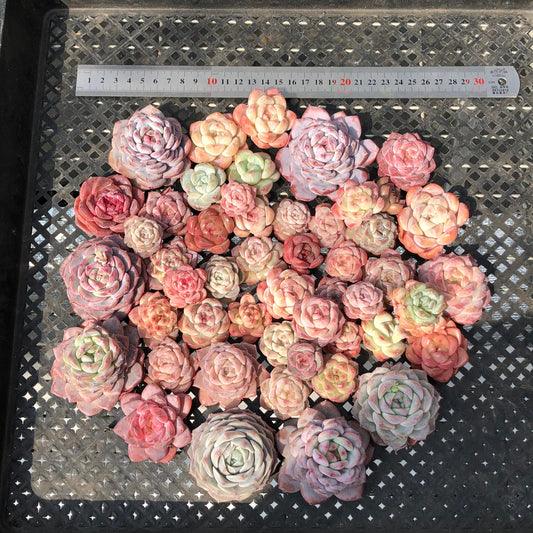 22048 ミックス苗 18