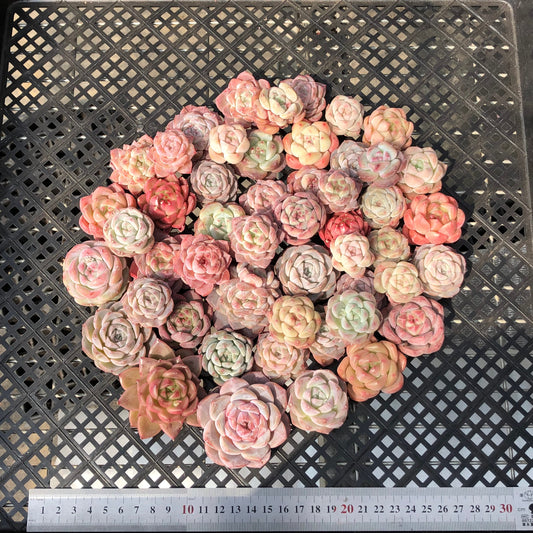 22048 ミックス苗 20