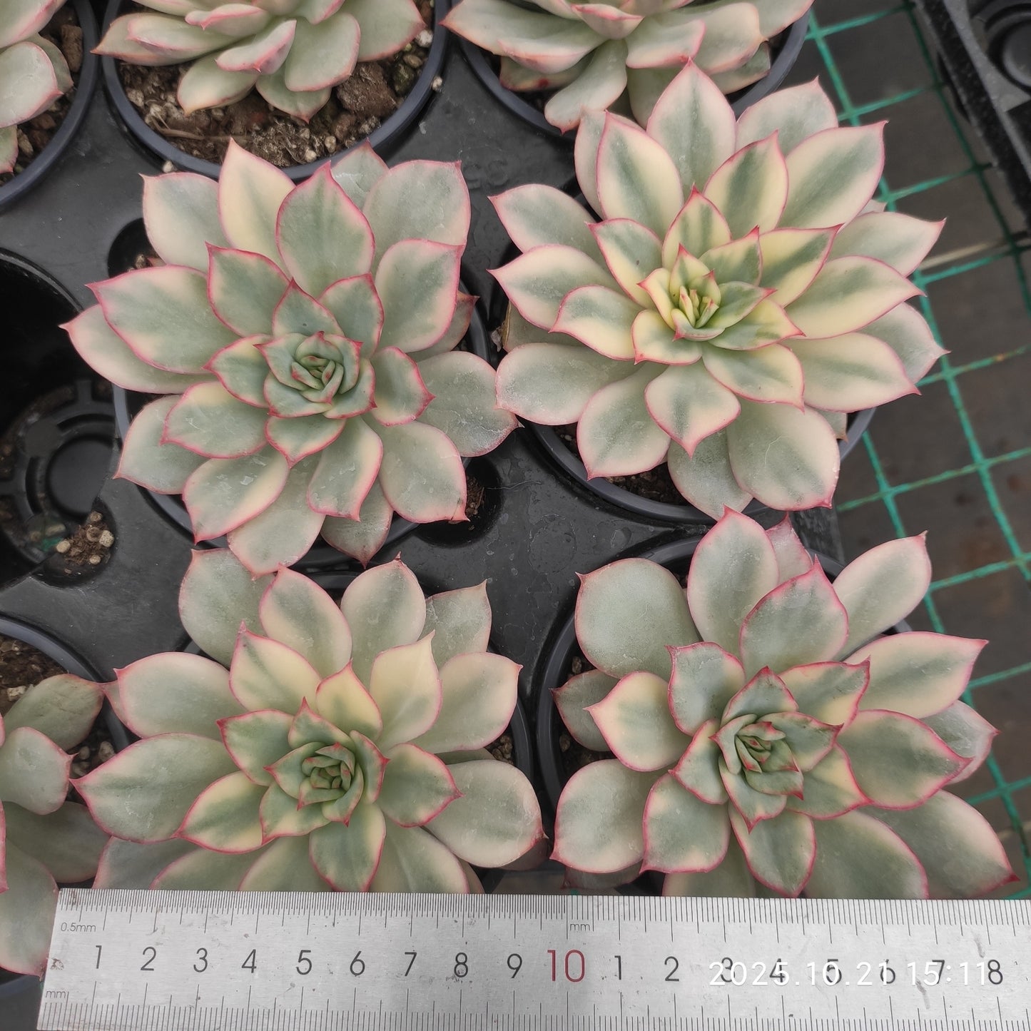 MMY1032 エスター錦 （9cm pot）