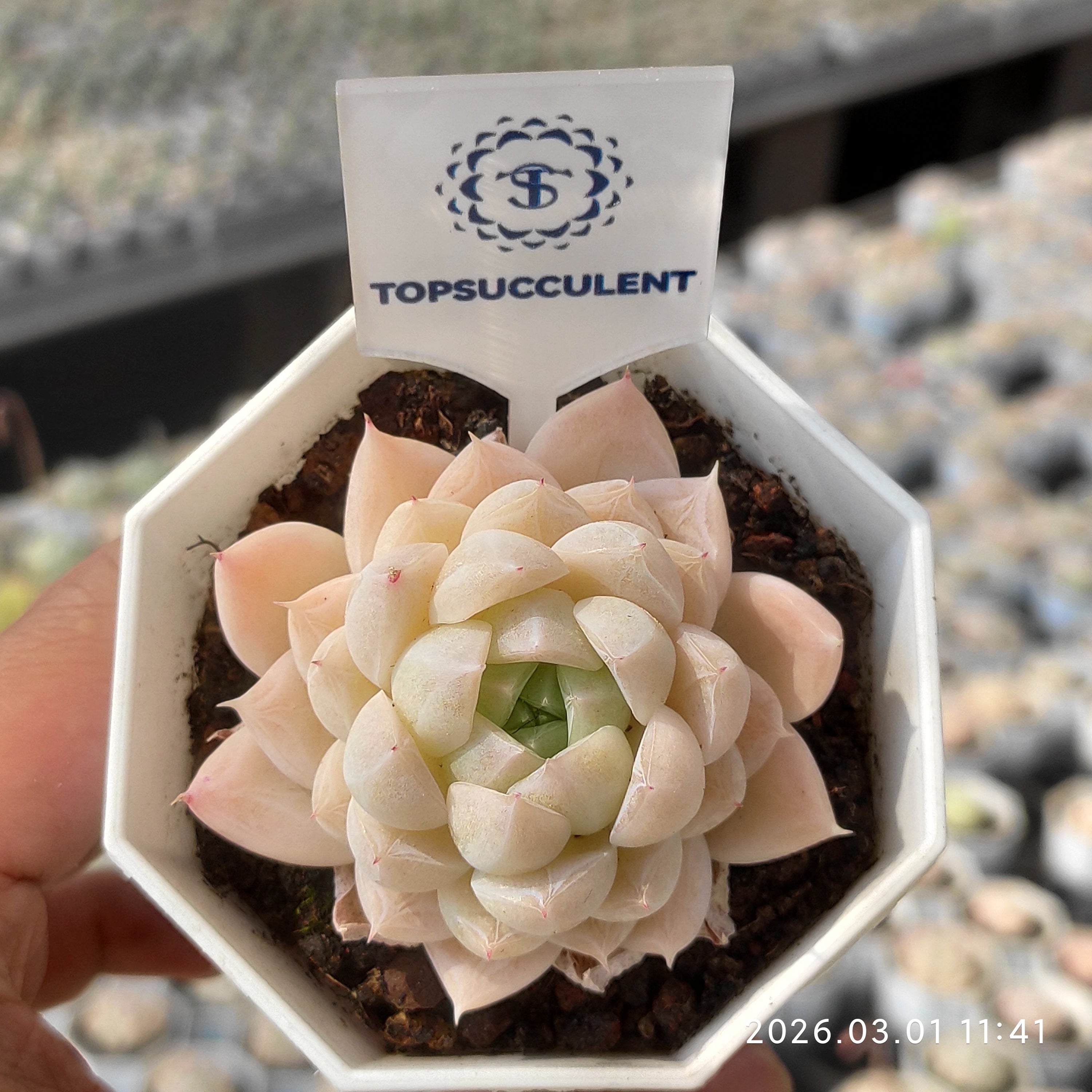 Top * TOPSUCCULENT【整った株】24個 2026-0224-D280 マーガレット錦