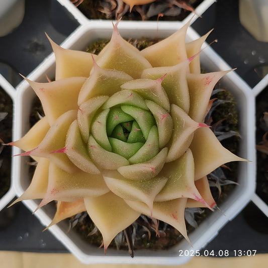 WWA083 シーマルガン（7cm pot）