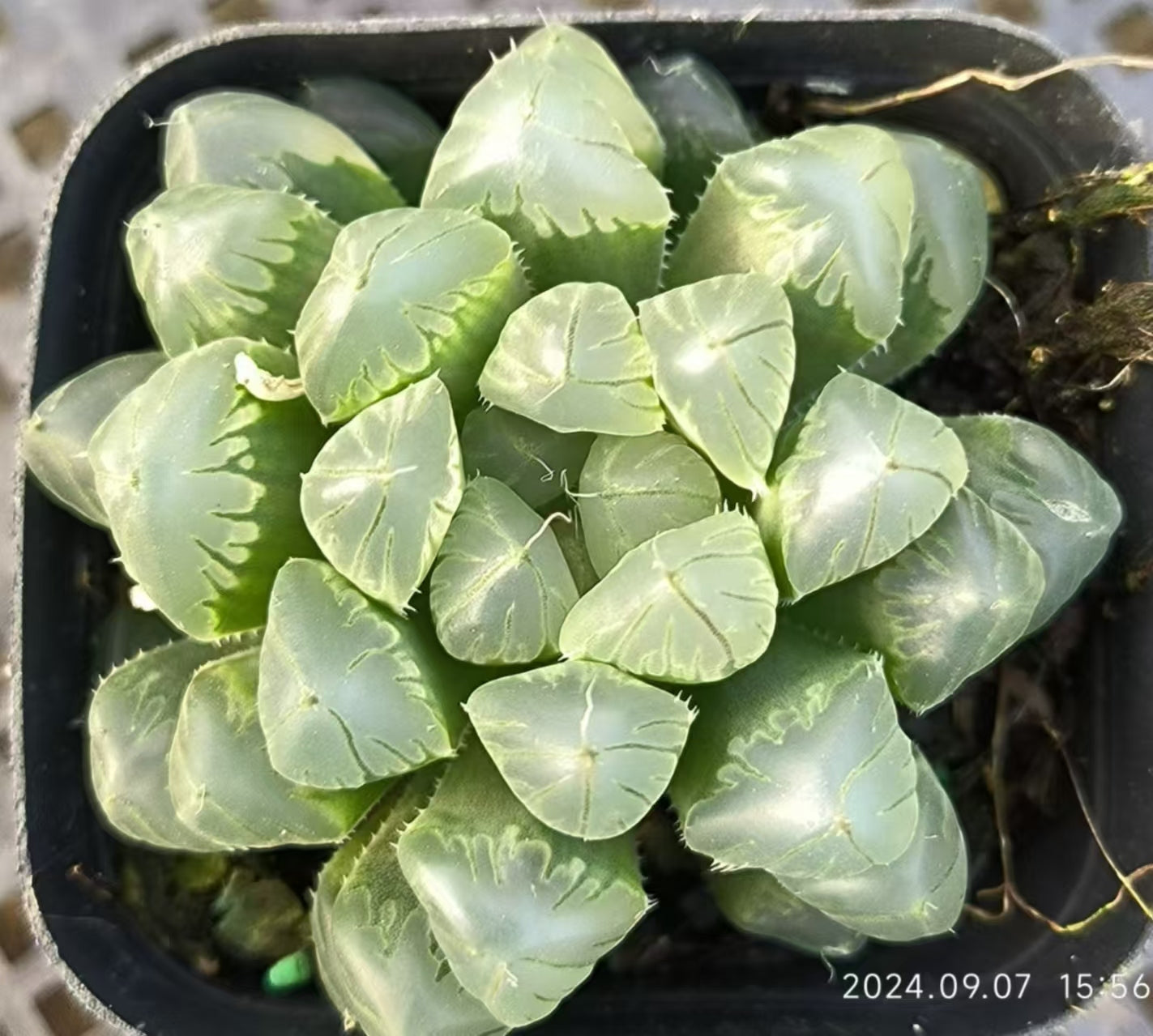 13134 アイスランタン