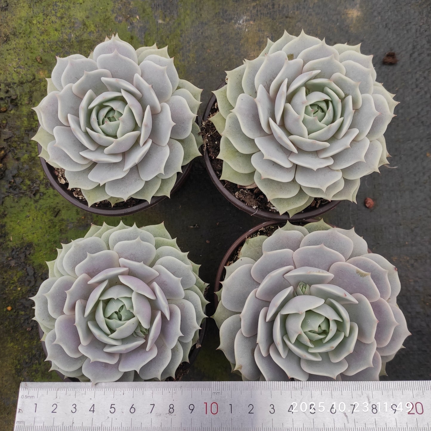 GDX011 ローラ（11cm pot）