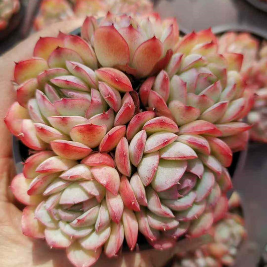 23569 ストロベリーアイス（9cm pot）