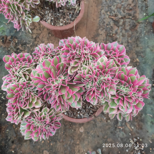 BC020 アエオニウム　ウィッチ綴化（12cm pot）