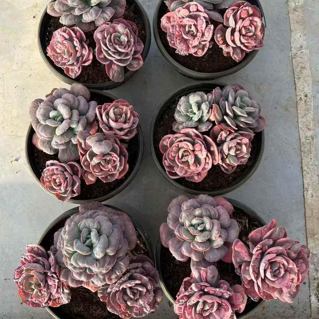 25762 レインドロップス錦