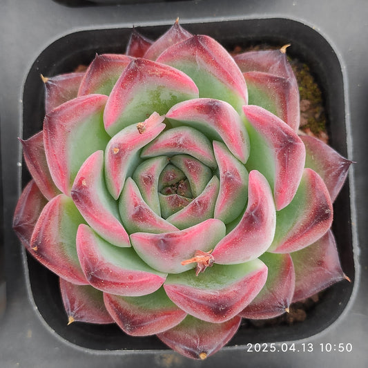 LMM350 ファイヤーピラー(6.5cm pot)