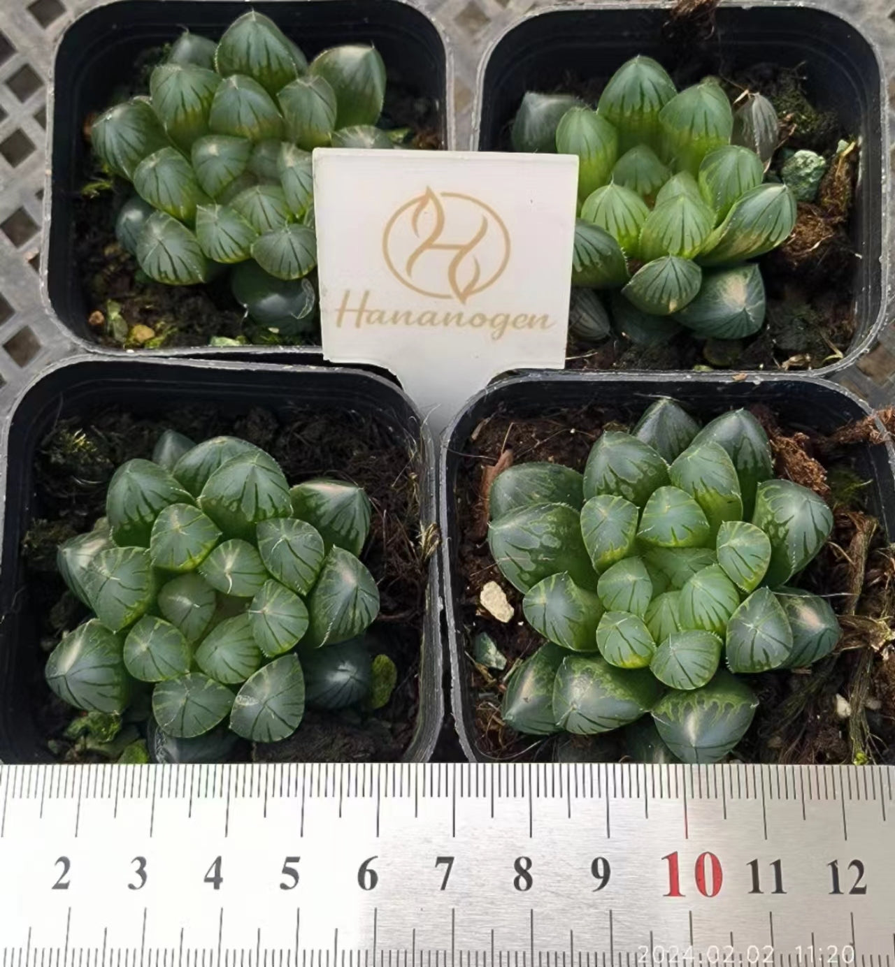 1400 ブラックオブツーサ