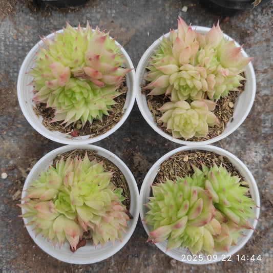 LB070 バタフライ　マルギャン（5.5cm pot）
