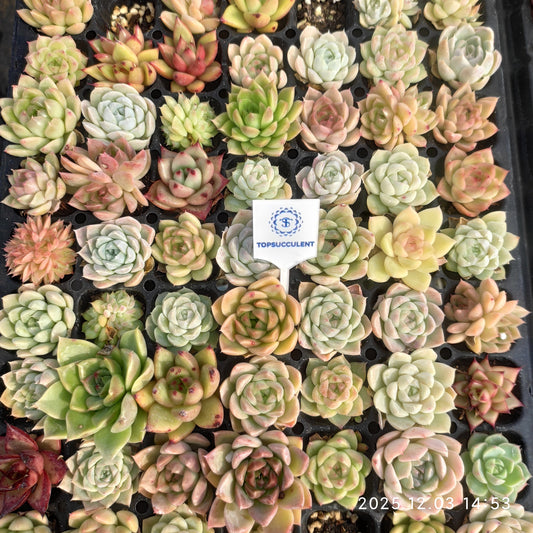 23114 ポートーシナー x コーローラッター（3cm pot）（ポット苗）