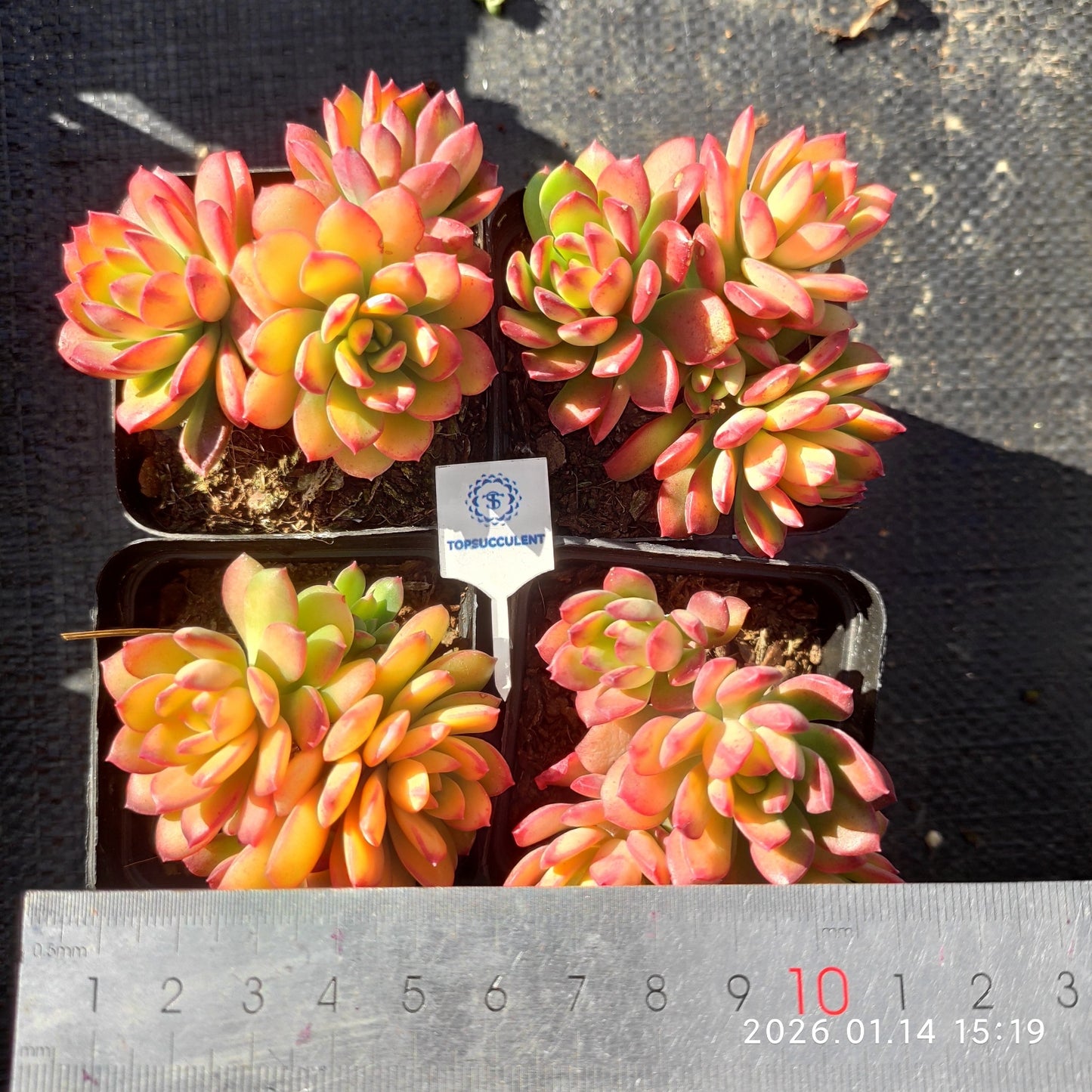 24742 ミニー　ベル錦