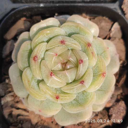 MMY1135 ホワイトラバー （6.3cm pot）
