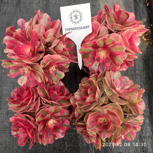 21955 アエオニウム　ゴージャス（12cm pot）