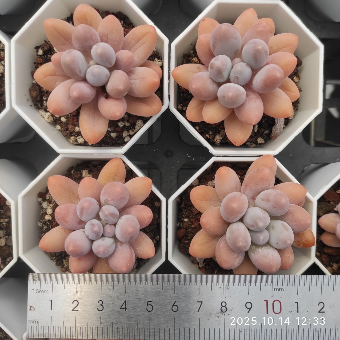 WWA270 オレンジスノーボール(7cm pot)