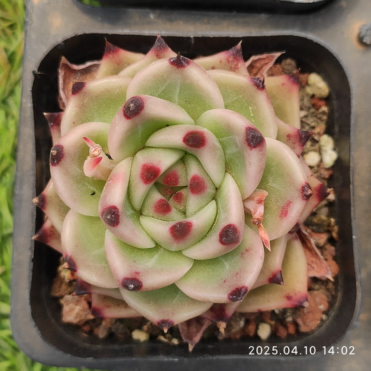 NGN195 ブルーアイズHyb（6.5cm pot）