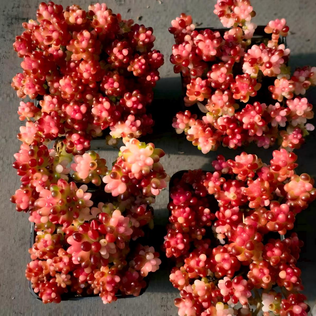 23403 ラブロティンクタム　レドベリー薬錦