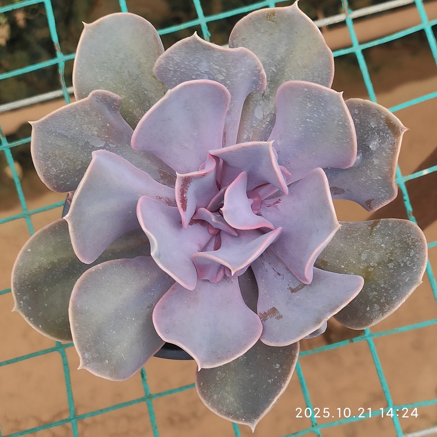 MMY1358 ラブ　パール（9cm pot）