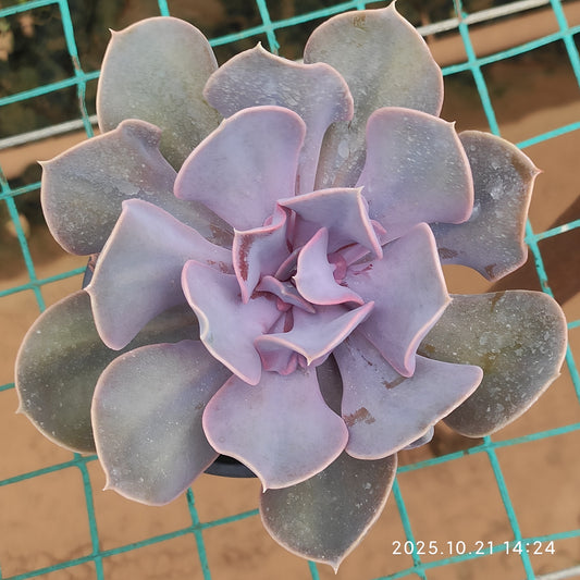 MMY1358 ラブ　パール（9cm pot）