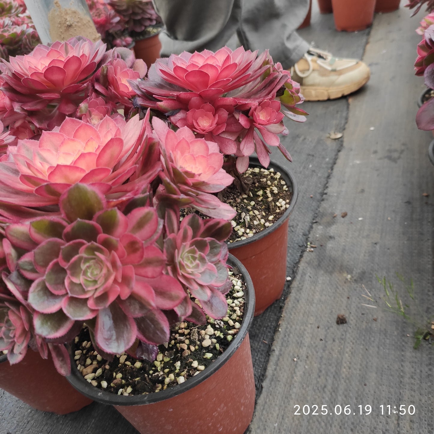 THH030 ブラック　デビル（15cm pot）