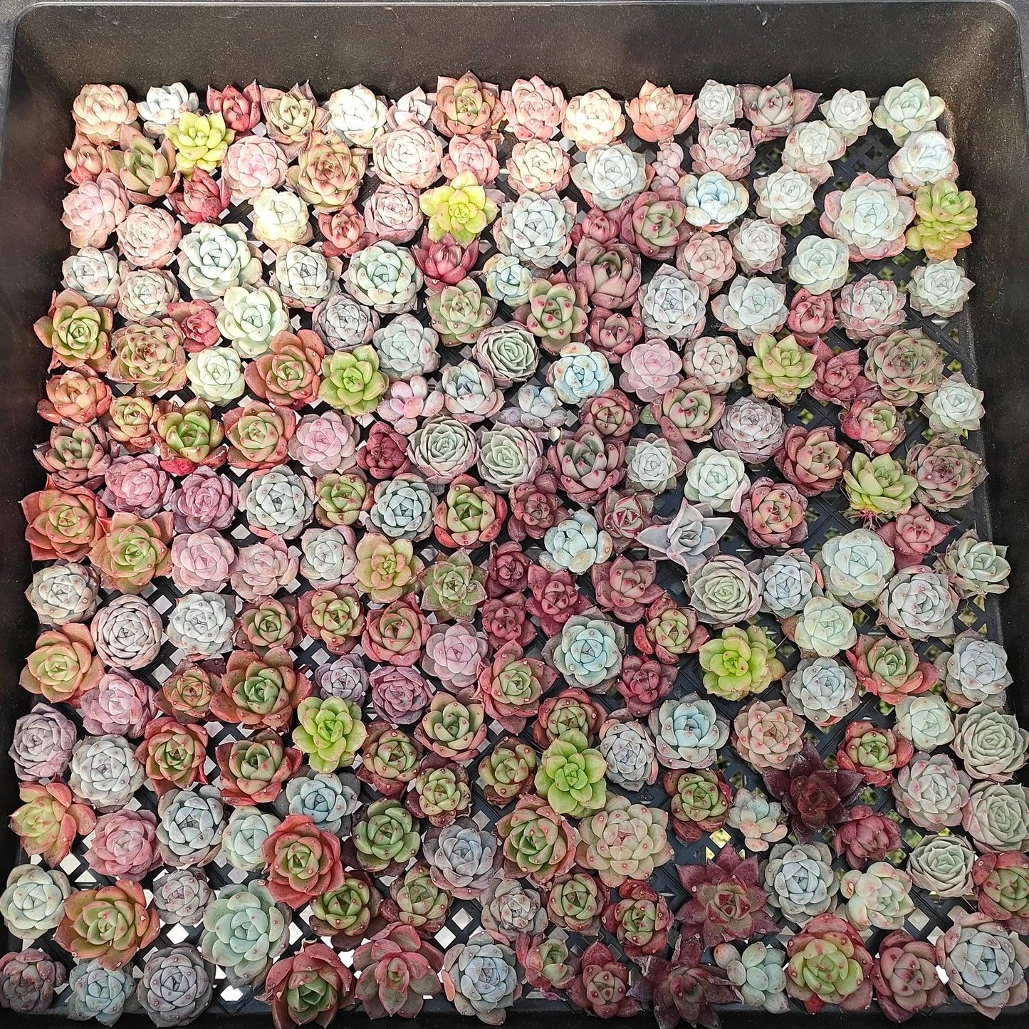 12719 ミックス苗