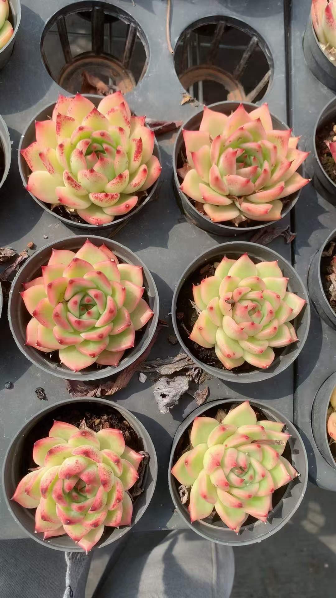 商品一覧 – Page 2 – Top Succulent®