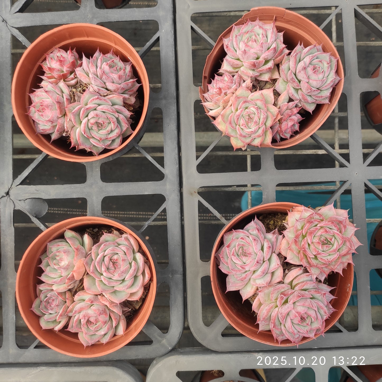 21850 シルエット（12cm pot）