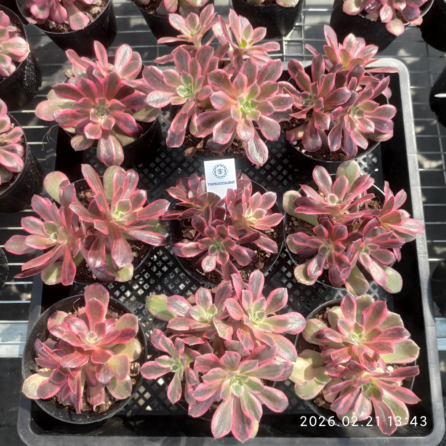 26096 ウォッシュ　シルク