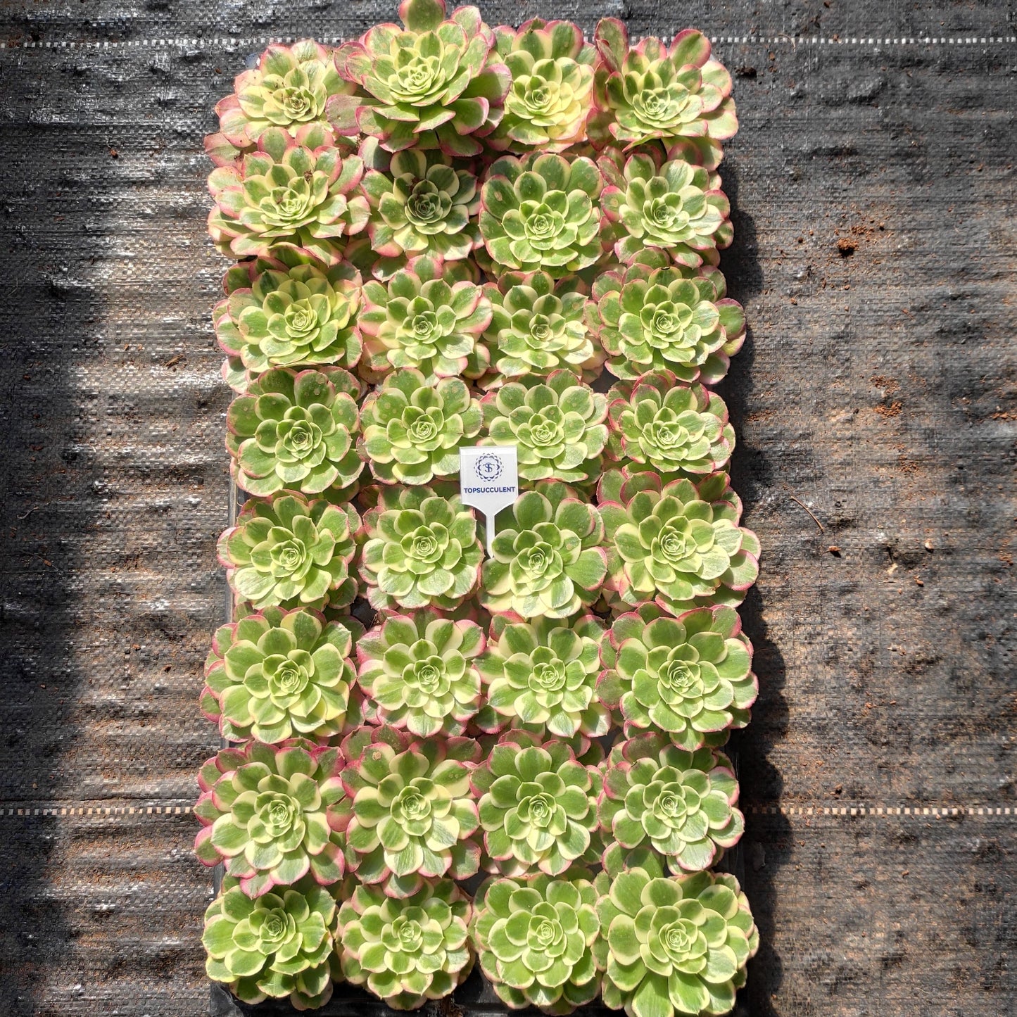 24613 ウォーター　ムーン