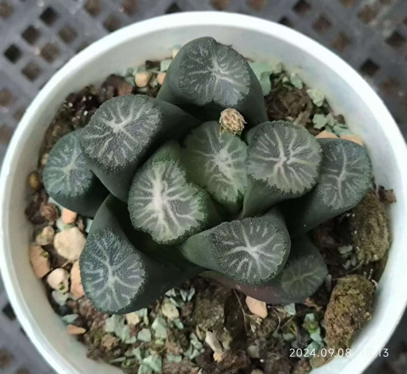 13221 星降る ホシフ