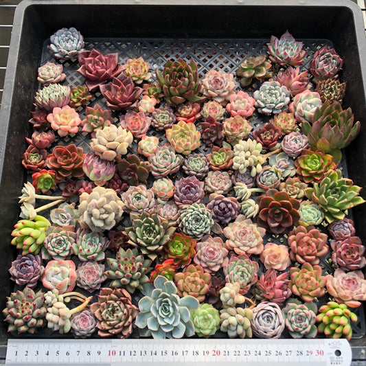 17856 ミックス苗（3cm pot）(穴トレー苗)16