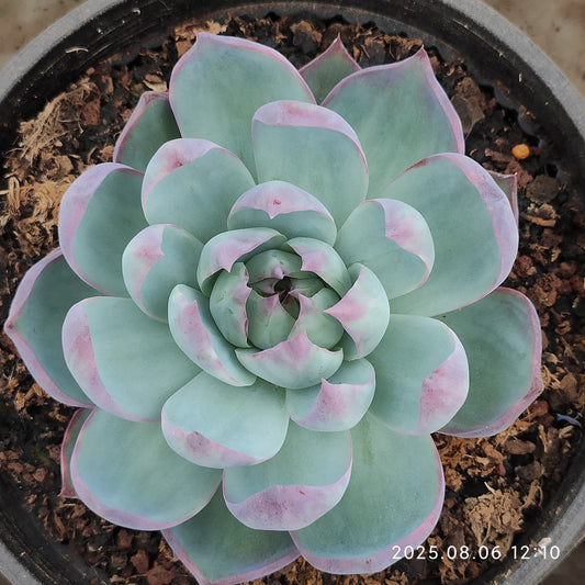 THH034 カシオ（16cm pot）