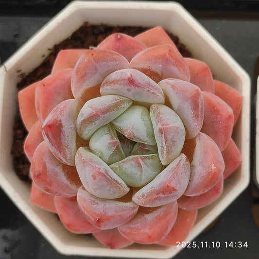 22652  スター　プラス（6.5cm pot）