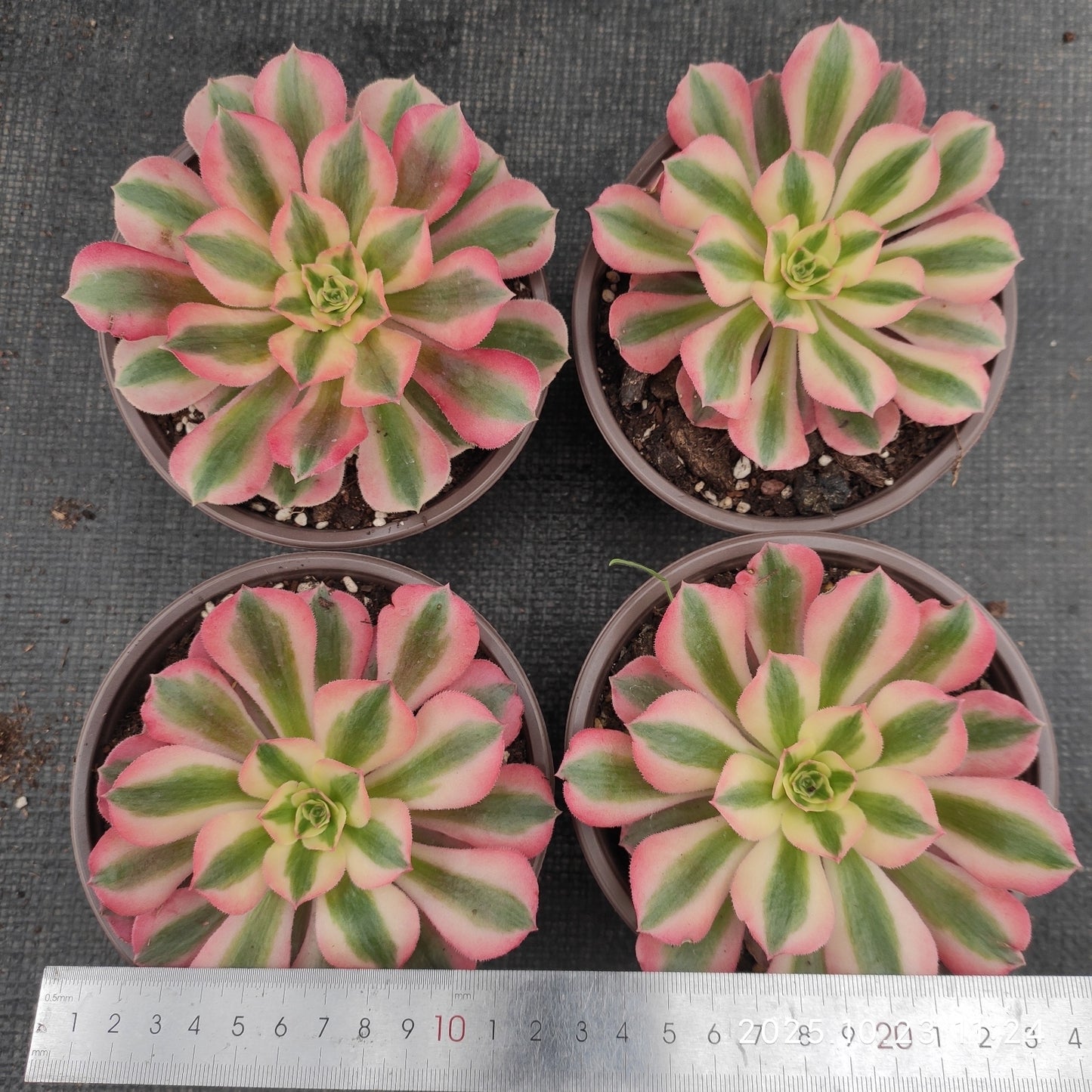 THEH030 アエオニウム　ウィッチ（12cm pot）