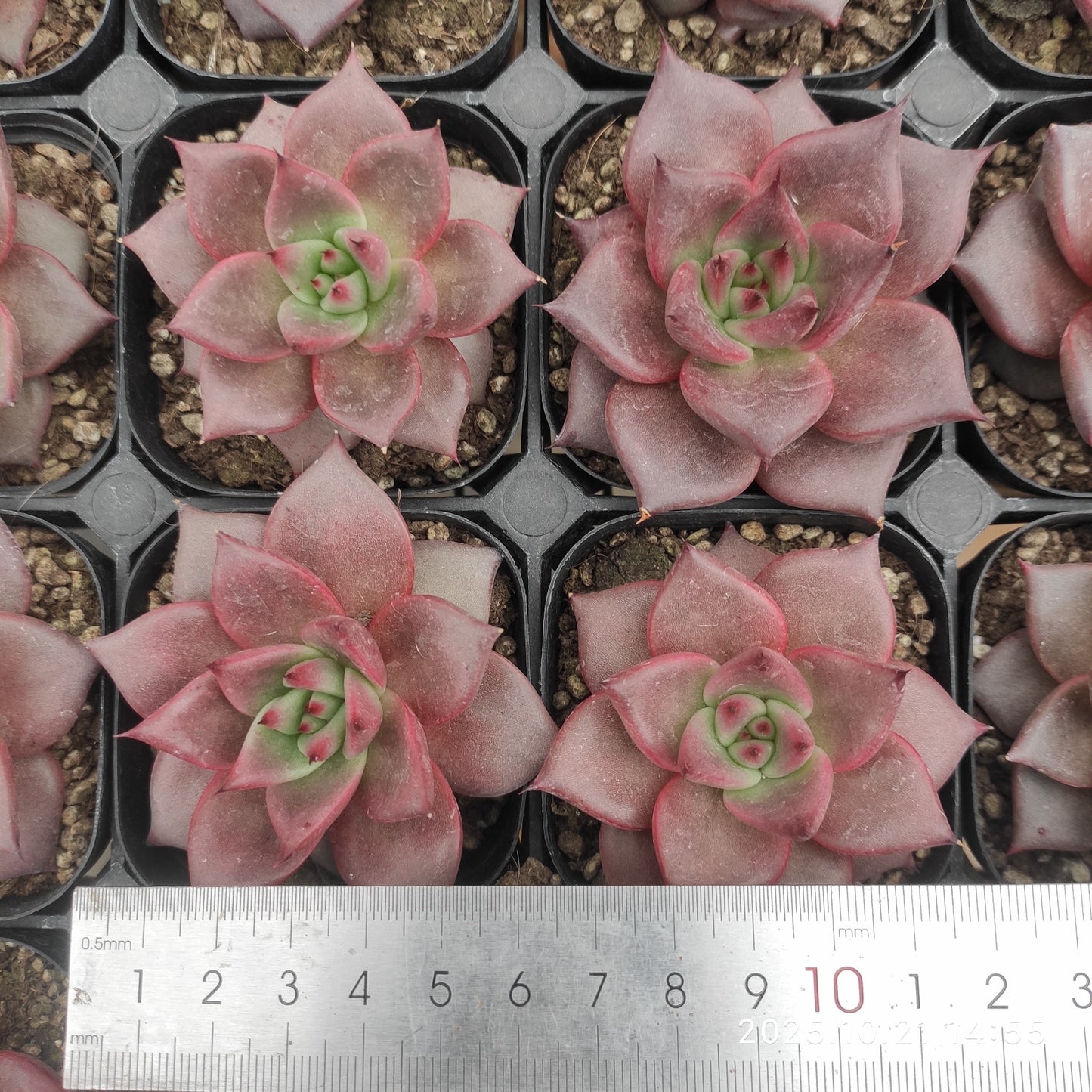 MMY388 ロメオ(6.3cm pot)