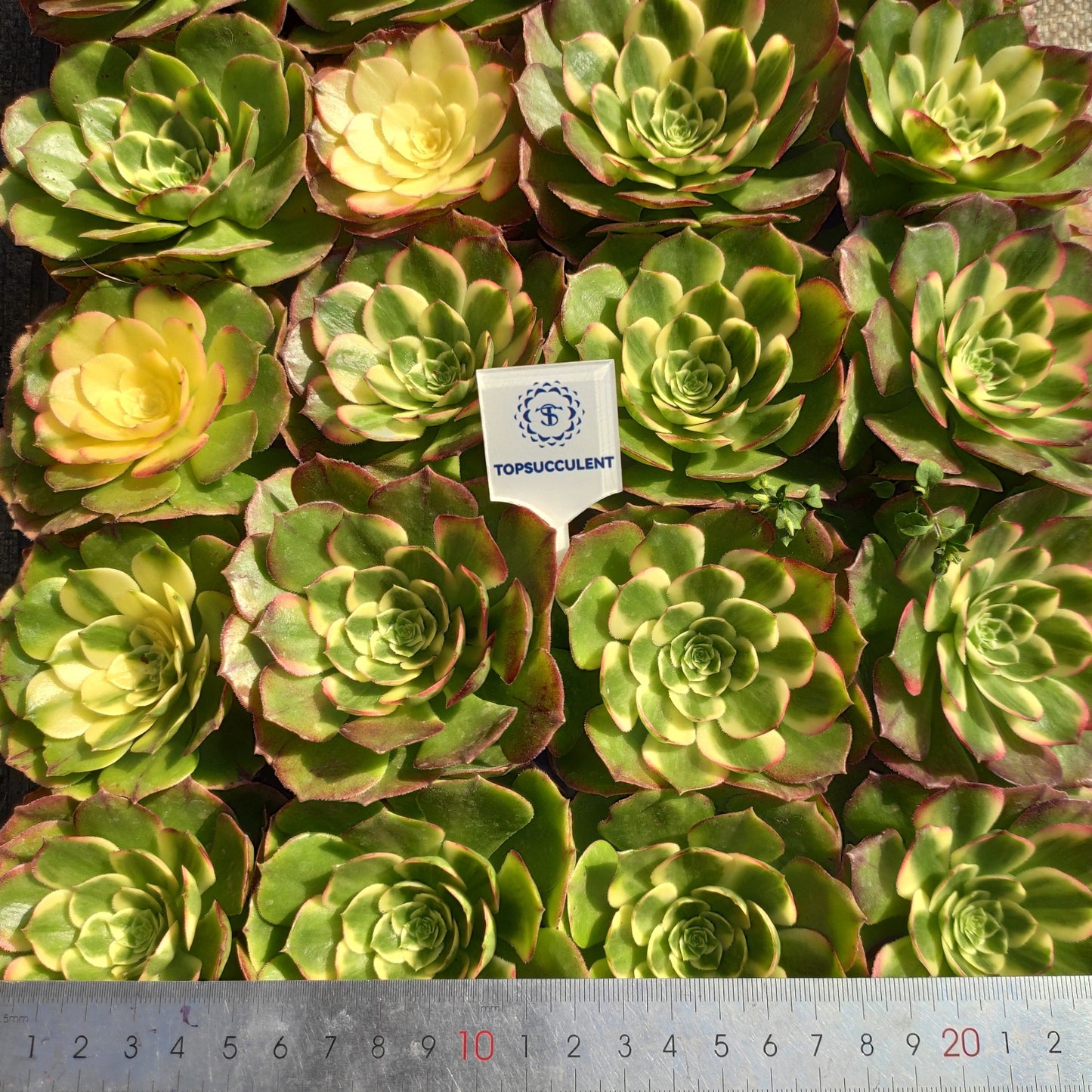 22302 アエオニウム　シーキング