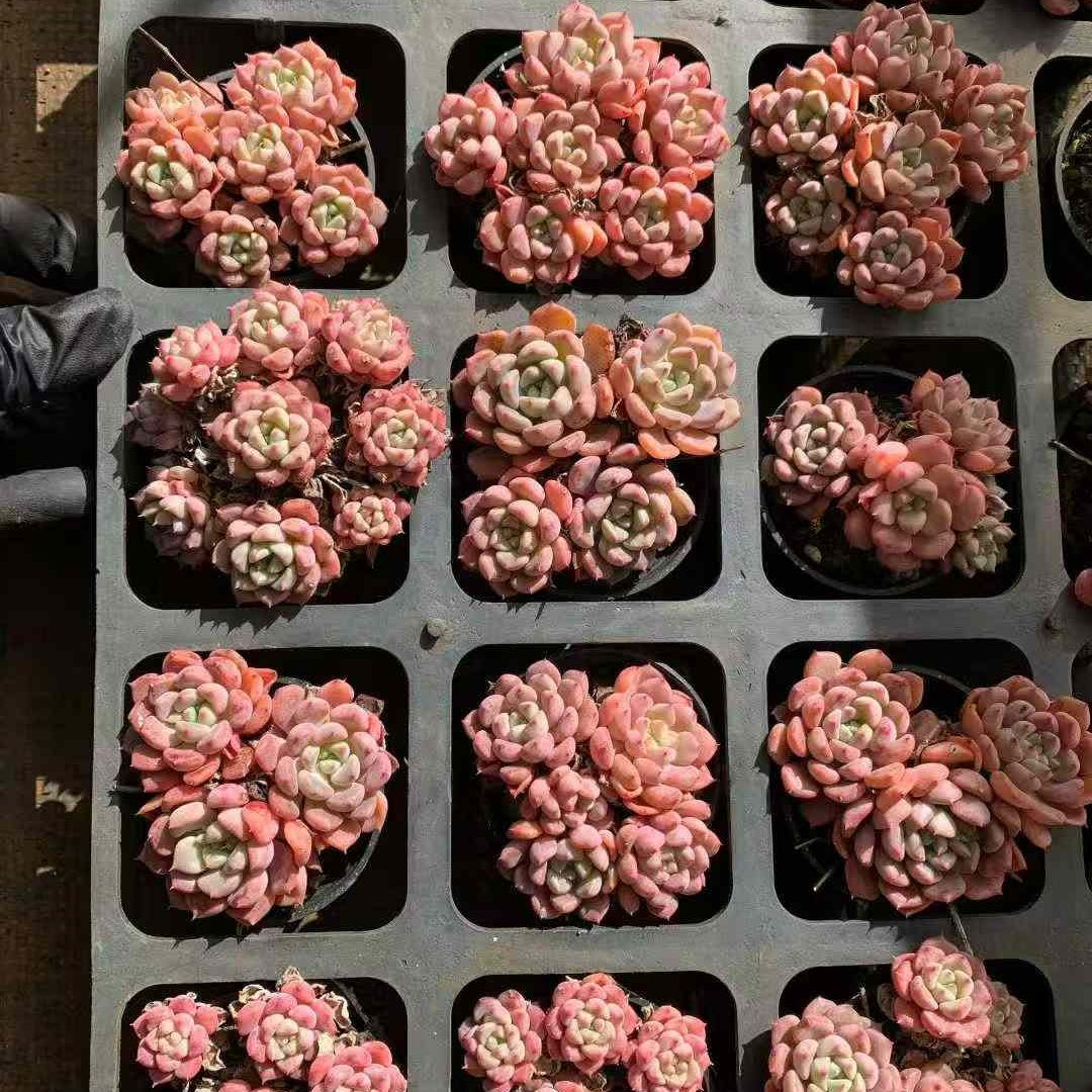 26227 マッチメーカー